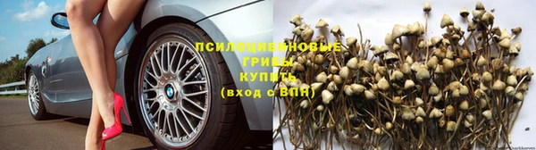 прущие грибы Анива